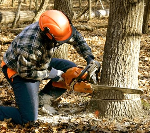 Tree Removal in Davy, WV